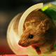Illustration for article titled Rodents That Go Missing in Scientific Papers Can Skew Results